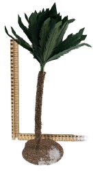 PALMERA 28CMS