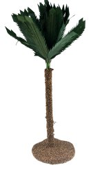 PALMERA 28CMS