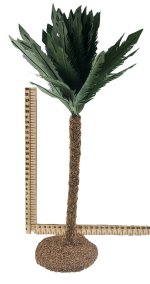 PALMERA 35CMS